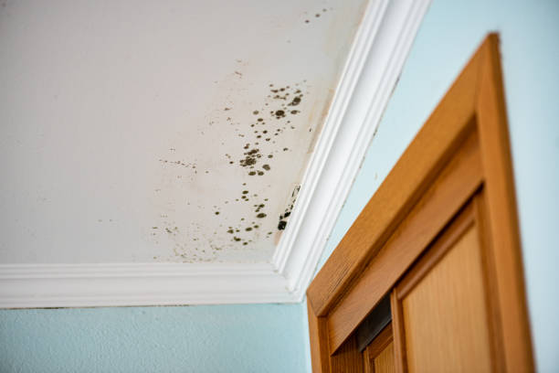 Mold Testing and Removal in Ewa Villages, HI